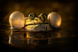A frog sitting in water. A frog with big bubble resonators. Photography with beautiful evening light.