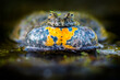 A frog sitting in water. European Fire-bellied Toad. A frog with big bubble resonators.