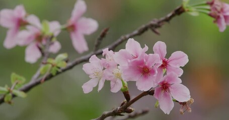 Canvas Print - Pink sakura flower, cherry blossom