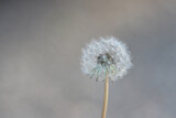Fototapeta Dmuchawce - Close up of a dandelion flower on a bokeh background . Horizontal image