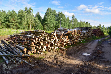 Wall Mural - Piled pine tree logs  in forest. Stacks of cut wood. Wood logs, timber logging, industrial destruction. Forests illegal Disappearing. Environmetal concept, illegal deforestation and ecology