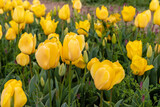 Fototapeta  - Beautiful spring field with yellow gold tulips. Spring concept.