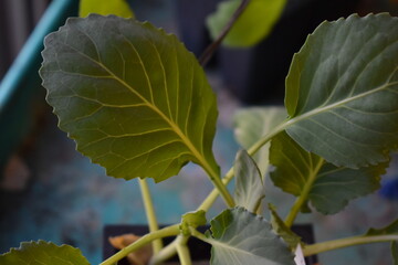 Wall Mural - Cabbage