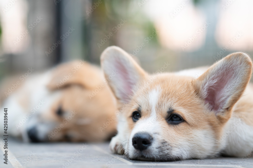 cute corgi dog puppies lying, relaxing and sleeping in summer sunny day - obrazy, fototapety, plakaty 