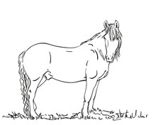 Horse Sketch Hand Drawn