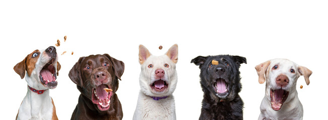 Wall Mural - shelter dogs on an isolated background studio shot catching treats