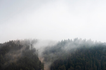 Wall Mural - Fog wafts through the trees of the forest on a mountain