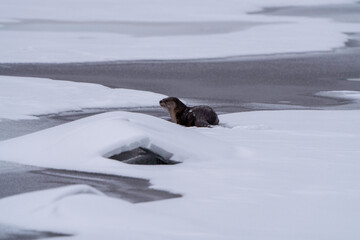 Wall Mural - River Otters Saskatchewan