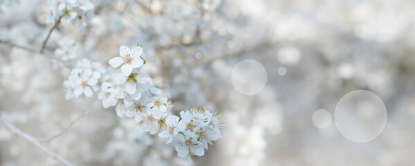 Wall Mural - Blooming hawthorn in sunny spring. Seasonal natur background with bright bokeh and short depth of field. Close-up.