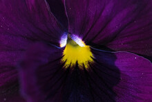 Close Up Of A Purple Pansy Flower