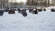 Ducks And Pigeons In The Winter On The White Snow Huddled Together And Freeze In The Cold