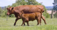 Red Angus Cow With Calf Walking In A Farm Field