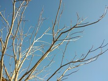 Tree With Bare Branches Without Foliage On A Sunny Day, Blue Sky