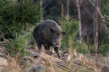 Wall Mural - wild boar searching for food. european nature. common wild pig during spring season. nature in the f