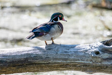 Wood Duck Drake Standing On A Log, Looking Around - Blurred Nature Background