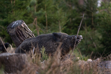Wall Mural - wild boar searching for food. european nature. common wild pig during spring season. nature in the f