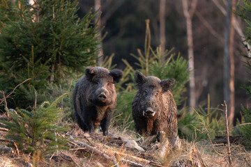 Wall Mural - wild boar searching for food. european nature. common wild pig during spring season. nature in the f