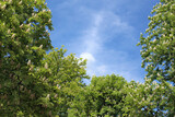 Fototapeta Miasta - tree in the sky