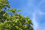 Fototapeta Miasta - Blooming tree and blue sky