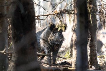 Wall Mural - wild boar searching for food. european nature. common wild pig during spring season. nature in the f