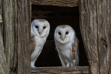 European Barn Owl Pair Of Male And Female White Owls (Tyto Alba) Looking Out Of A Barn Window. 