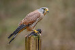 © Chris Chambers - Kestrel bird of prey (Falco tinnunculus) . Adult male perched against autumnal colours in the Yorkshire Countryside