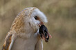 © Chris Chambers - Adult European Barn Owl (tyto alba) with dead prey hanging from its beak. Nocturnal hunting Bird of prey photographed in the day time.
