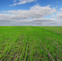 Fotomurales - field of winter wheat, rows of spring, beautiful cloudy sky