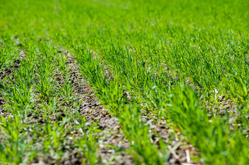 Wall Mural - close up of rows tillering, young shoots of green wheat at springtime