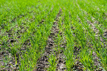 Wall Mural - rows of bushes in the field of winter wheat, fertilizing during tillering