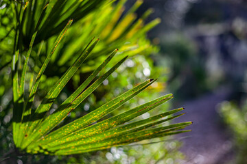 Wall Mural - close up of green plant with spikes