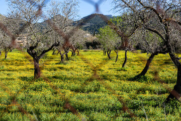 Wall Mural - almond trees blossom in spring behind fence