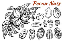Sketch Drawing Set Of Pecan Nuts With Leaves Isolated On White Background. Line Art Nut In Shell, Textured Walnut, Botanical, Rustic, Leaf, Plant, Organic Snack. Vector Illustration.