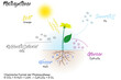 Pflanzen - Photosynthese