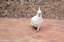 The Sulphur Crested Cockatoo Is Walking On Pavers
