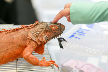 A tame and cute orange iguana with a maiden hand in a wildlife mall was on display.