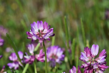 Wall Mural - Chinese milk vetch in full bloom.