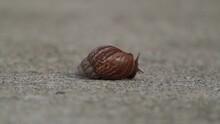 8x Speed Movie Of Giant African Land Snail Coming Out From Its Gastropod And Crawling On The Concrete Surface.