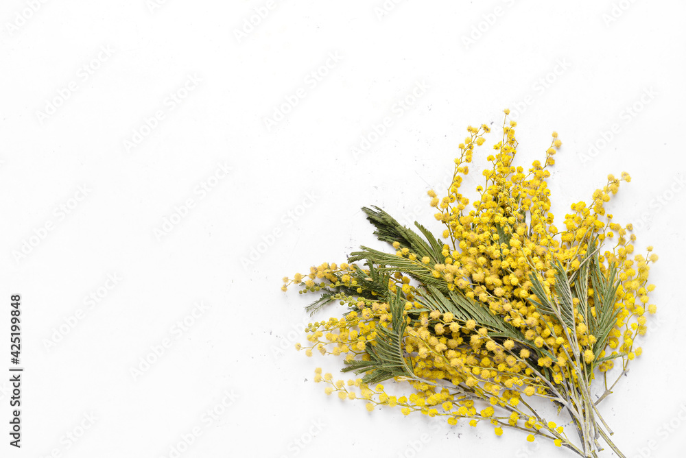 Beautiful blooming mimosa branches on white background