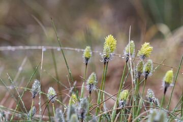 Wall Mural - Tussock hare's-tail cottongrass flower, eriophorum vaginatum in Czech nature reserve Cervene Blato