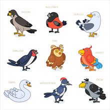 Bird Characters Design Collection. Cartoon Animals Set. Crow, Parrot, Bullfinch, Falcon, Woodpecker, Owl, Swan, Seagull, Swallow.