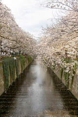 Wall Mural - 東京都目黒区中目黒の目黒川沿いの桜並木の景色