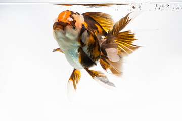 Wall Mural - Goldfish Isolated on White Background. Close-Up Of Goldfish.	