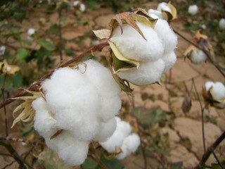 Xinjiang cotton in Turpan, China