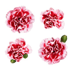 Wall Mural - set of red and white carnation flowers isolated on white