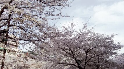 Wall Mural - 東京都目黒区中目黒の目黒川沿いの桜並木の景色