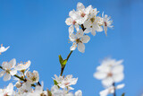 Fototapeta Kwiaty - Blüten im Frühling