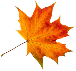 Wall Mural - autumn leaves isolation.