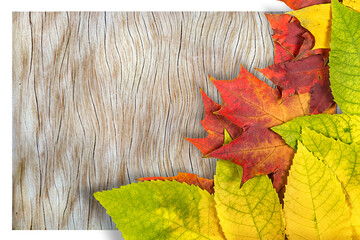 Wall Mural - autumn leaves.