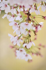 Wall Mural - Cherry Blossom